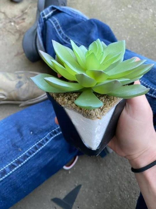 网友爆料多肉视频大全集,网友爆料，养肉秘籍大公开！  第2张