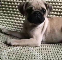 巴哥爆料最新人物图片 第2张 巴哥爆料最新人物图片 第2张